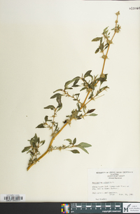 Amaranthus spinosus image