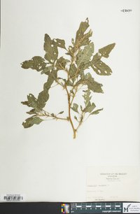 Amaranthus spinosus image