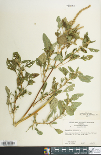 Amaranthus spinosus image