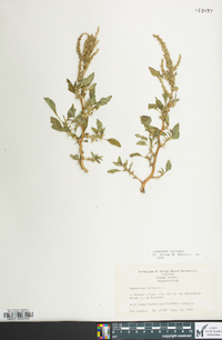 Amaranthus spinosus image