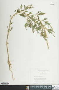 Amaranthus spinosus image