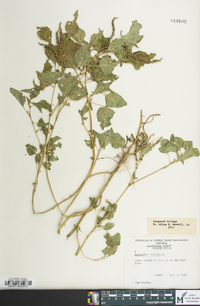 Iresine rhizomatosa image