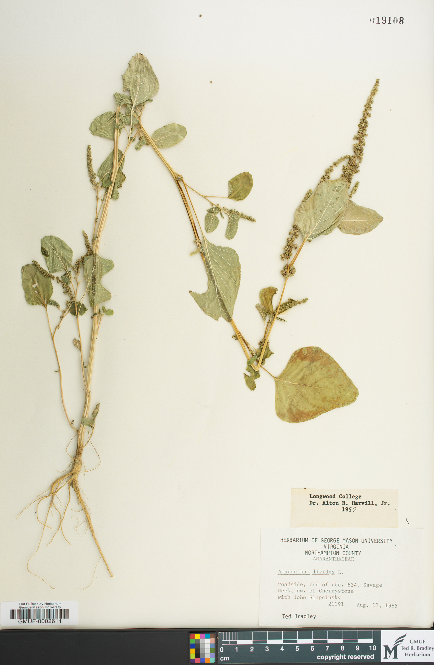 Amaranthus viridis image