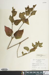 Mirabilis nyctaginea image