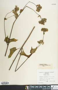 Mirabilis nyctaginea image