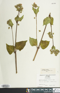 Mirabilis nyctaginea image