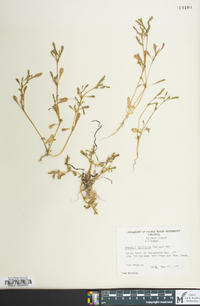 Sesuvium maritimum image