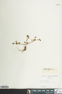 Portulaca oleracea image