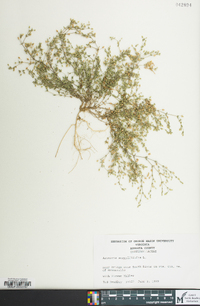 Arenaria serpyllifolia image