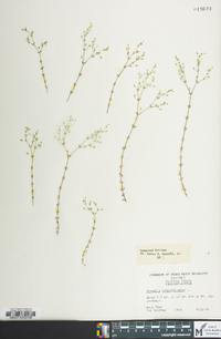 Arenaria serpyllifolia image