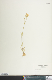 Cerastium arvense image