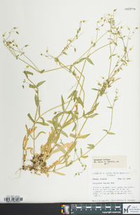 Cerastium nutans var. nutans image