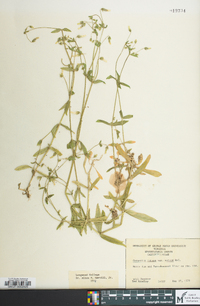 Cerastium nutans image