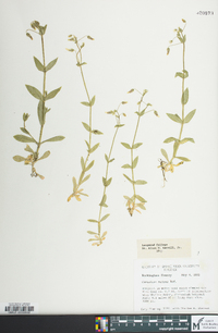 Cerastium nutans var. nutans image