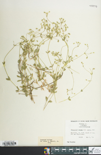 Cerastium nutans image