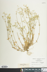 Cerastium brachypodum image