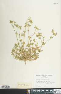 Cerastium glomeratum image