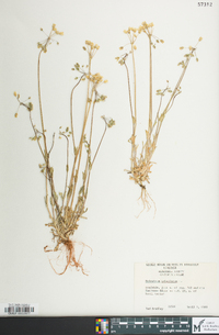 Holosteum umbellatum image