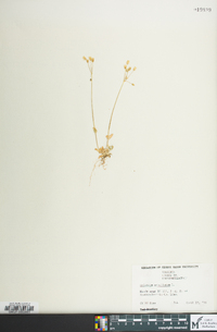 Holosteum umbellatum image