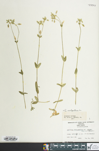 Cerastium fontanum subsp. vulgare image