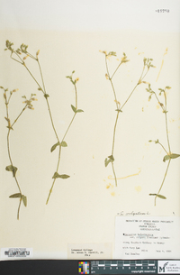 Cerastium fontanum subsp. vulgare image