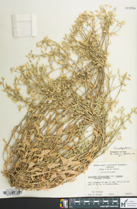 Cerastium fontanum subsp. vulgare image