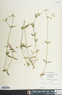 Cerastium fontanum subsp. vulgare image