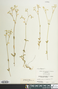 Cerastium fontanum subsp. vulgare image