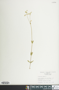 Cerastium fontanum subsp. vulgare image