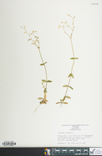 Cerastium fontanum subsp. vulgare image