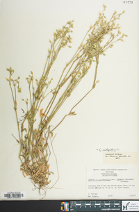 Cerastium fontanum subsp. vulgare image