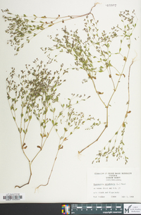 Paronychia canadensis image