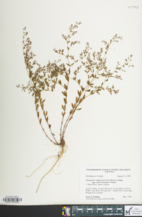 Paronychia baldwinii subsp. riparia image