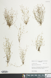 Sagina decumbens image