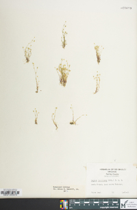 Sagina decumbens image