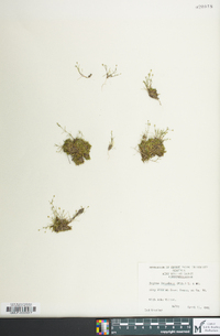 Sagina decumbens image