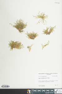 Sagina decumbens image