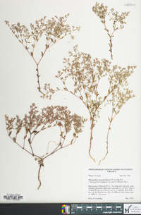 Paronychia montana image