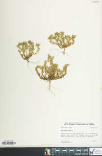 Scleranthus annuus image