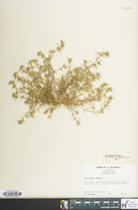 Scleranthus annuus image