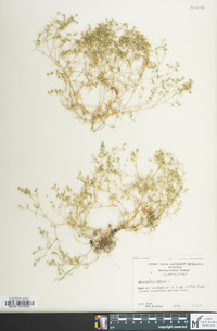 Scleranthus annuus image