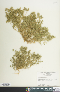 Scleranthus annuus image