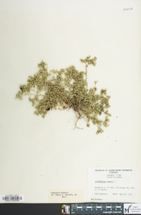 Scleranthus annuus image