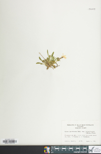 Silene caroliniana image