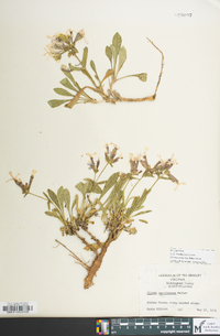 Silene caroliniana image