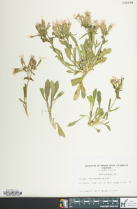 Silene caroliniana image