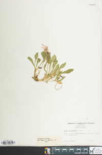 Silene caroliniana image