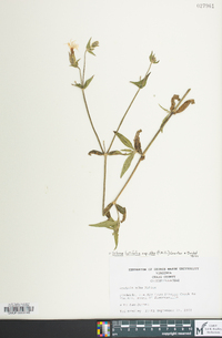 Silene latifolia image