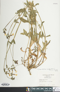 Silene latifolia image