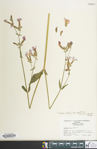 Silene latifolia image